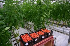 Президент Ильхам Алиев принял участие в открытии Лянкяранского государственного центра профессионального образования (ФОТО)