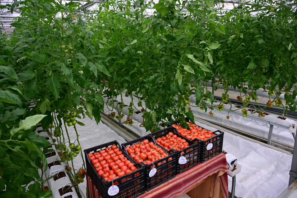 Президент Ильхам Алиев принял участие в открытии Лянкяранского государственного центра профессионального образования (ФОТО)