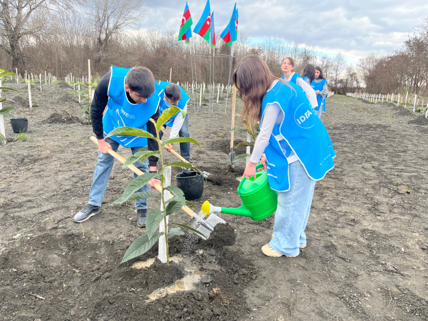 В рамках кампании IDEA в Загатале было посажено более 800 деревьев (ФОТО)