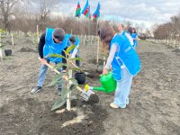 В рамках кампании IDEA в Загатале было посажено более 800 деревьев (ФОТО)