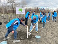 В рамках кампании IDEA в Загатале было посажено более 800 деревьев (ФОТО)