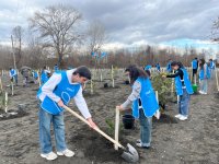 В рамках кампании IDEA в Загатале было посажено более 800 деревьев (ФОТО)