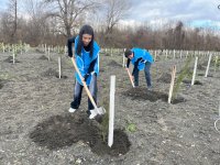 В рамках кампании IDEA в Загатале было посажено более 800 деревьев (ФОТО)