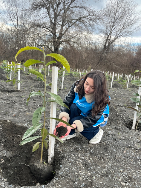 В рамках кампании IDEA в Загатале было посажено более 800 деревьев (ФОТО)