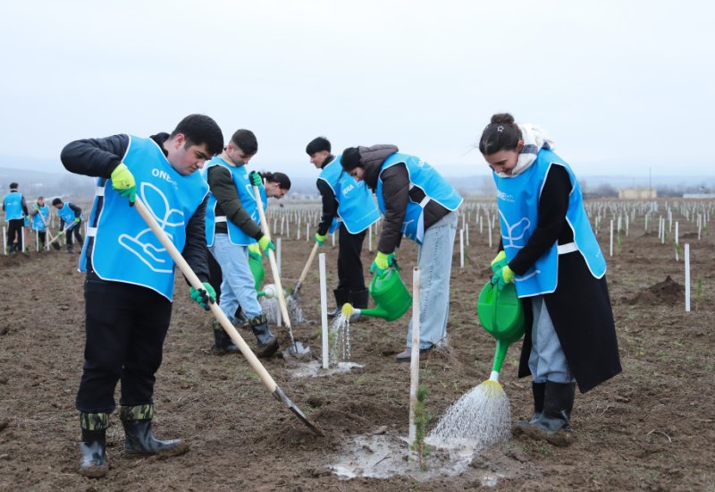 В Шеки и Габале посажено около 1500 деревьев (ФОТО)