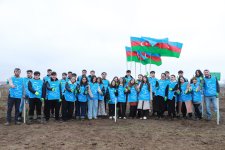 В Шеки и Габале посажено около 1500 деревьев (ФОТО)