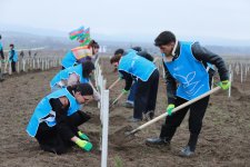 В Шеки и Габале посажено около 1500 деревьев (ФОТО)
