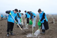 В Шеки и Габале посажено около 1500 деревьев (ФОТО)