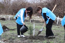 В Шеки и Габале посажено около 1500 деревьев (ФОТО)