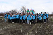 В Шеки и Габале посажено около 1500 деревьев (ФОТО)