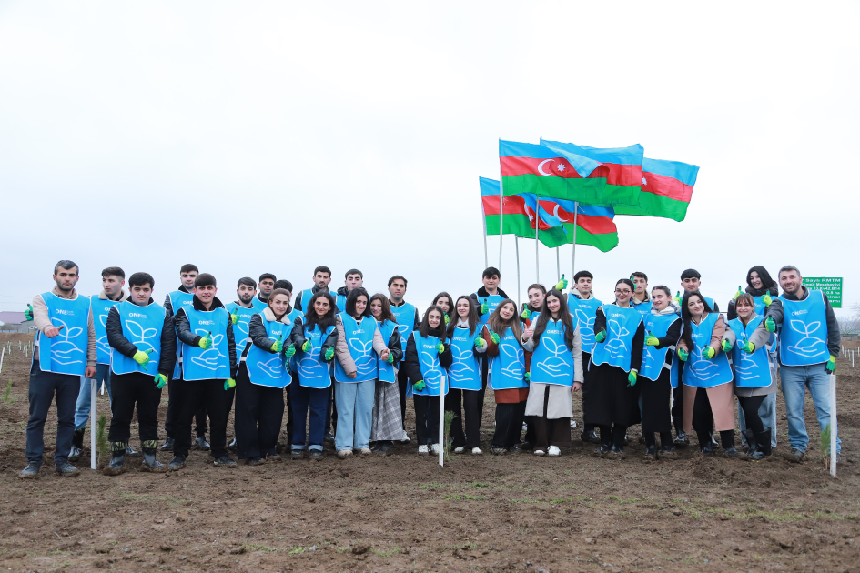 В Шеки и Габале посажено около 1500 деревьев (ФОТО)