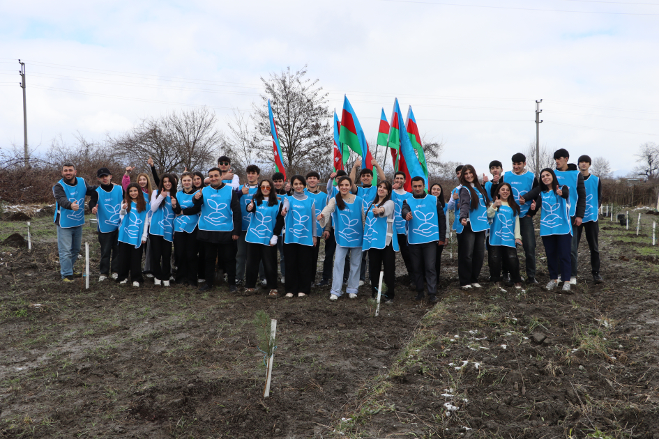 В Шеки и Габале посажено около 1500 деревьев (ФОТО)