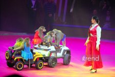 Впервые в Баку легендарное конное шоу "Галкыныш" из Туркменистана - перформанс в Circus Sea Breeze (ФОТО)