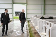 Президент Ильхам Алиев принял участие в открытии животноводческого комплекса «Ширван Агро» в Шамахы
(ФОТО)