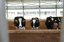 Президент Ильхам Алиев принял участие в открытии животноводческого комплекса «Ширван Агро» в Шамахы
(ФОТО)