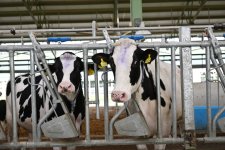 Президент Ильхам Алиев принял участие в открытии животноводческого комплекса «Ширван Агро» в Шамахы
(ФОТО)