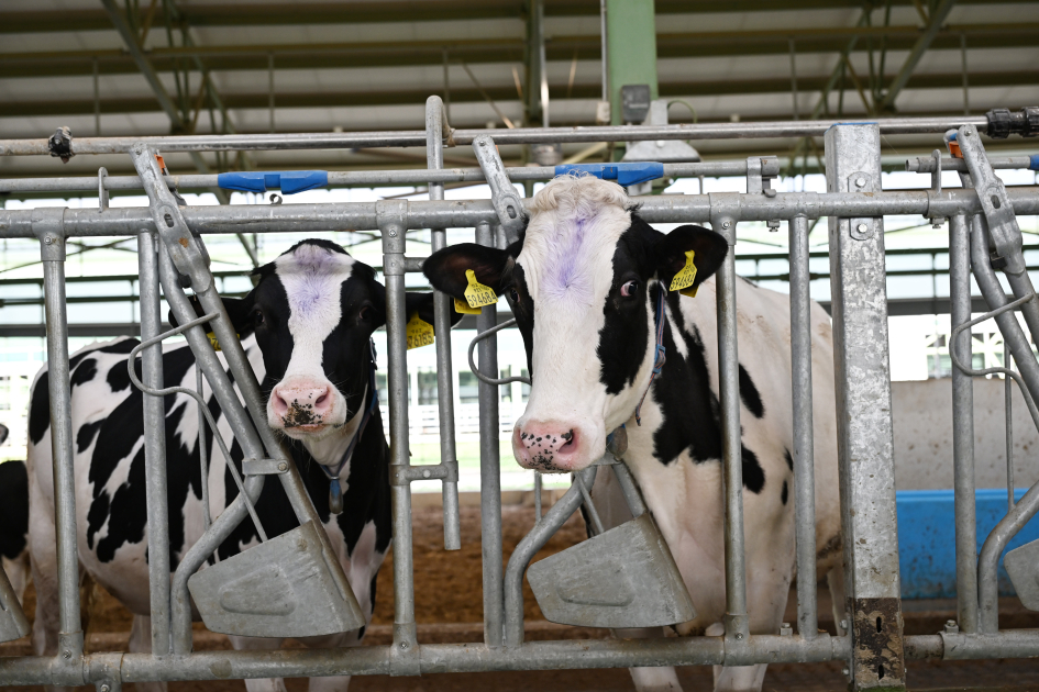 Президент Ильхам Алиев принял участие в открытии животноводческого комплекса "Ширван Агро" в Шамахы (ФОТО)