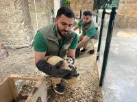 Спасены незаконно содержащиеся дикие животные (ФОТО)