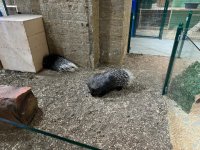 Спасены незаконно содержащиеся дикие животные (ФОТО)