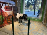 Спасены незаконно содержащиеся дикие животные (ФОТО)