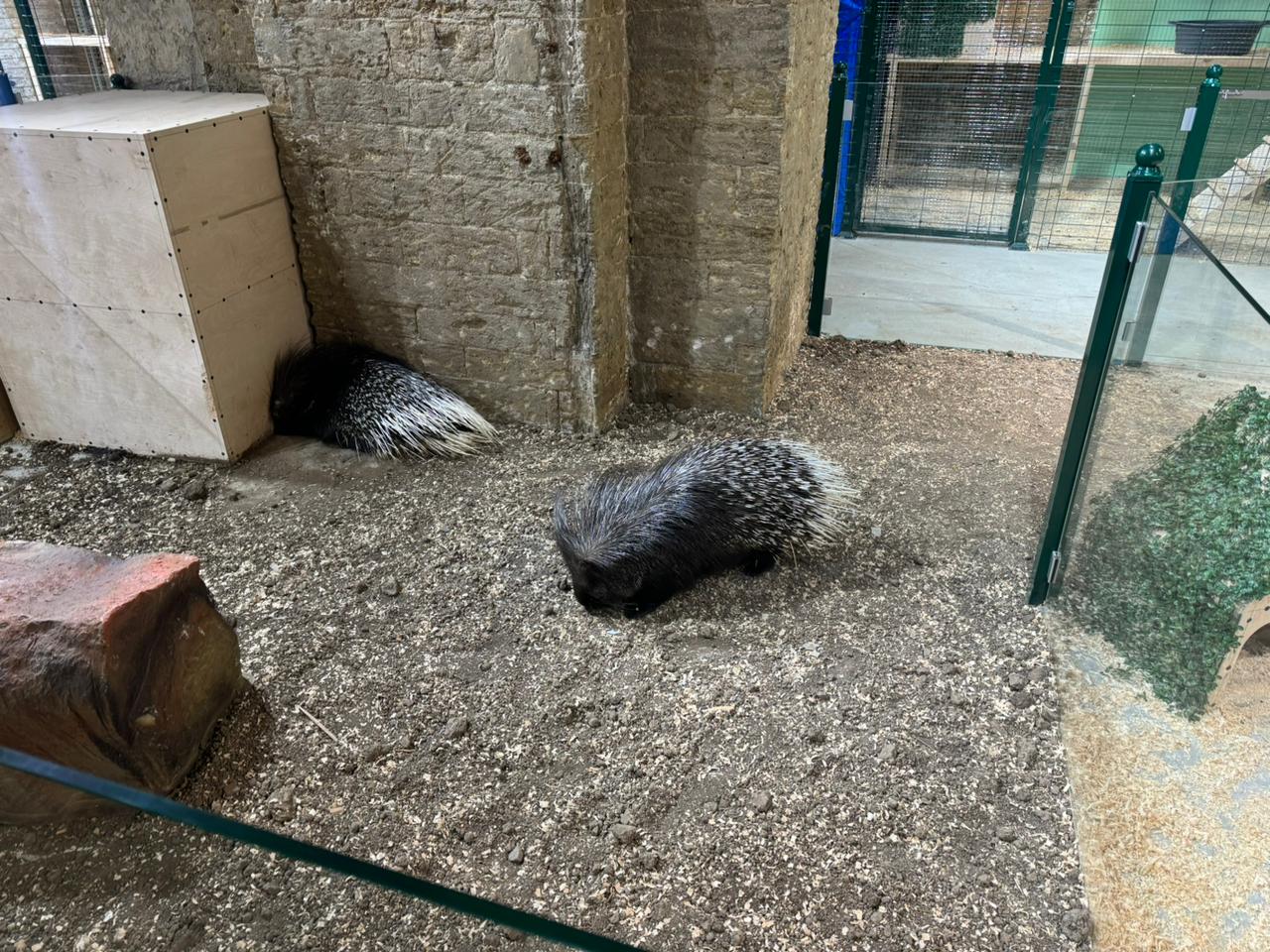 Спасены незаконно содержащиеся дикие животные (ФОТО)