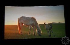 В киноцентре «Низами» прошла премьера документального фильма «Лошадиная сила» (ФОТО)