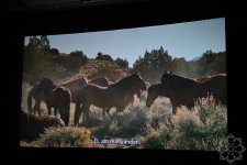 В киноцентре «Низами» прошла премьера документального фильма «Лошадиная сила» (ФОТО)