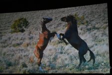 В киноцентре «Низами» прошла премьера документального фильма «Лошадиная сила» (ФОТО)