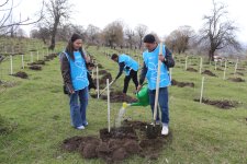 В селе Шахдаг Гядабейского района высажено более 6500 саженцев (ФОТО)