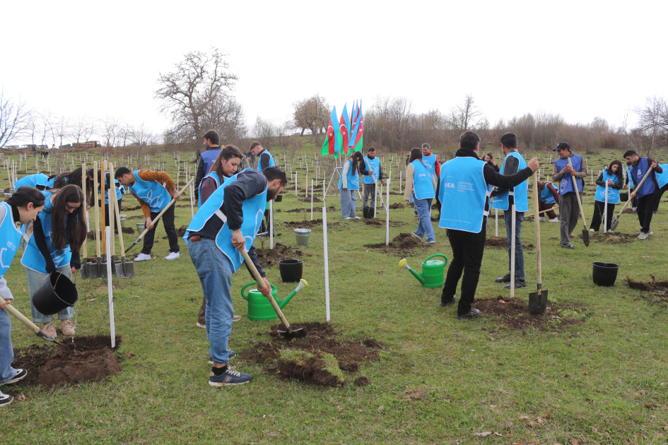 В селе Шахдаг Гядабейского района высажено более 6500 саженцев (ФОТО)