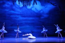 Белый лебедь, чёрная тайна - между светом и тьмой в Баку (ВИДЕО, ФОТО)