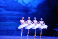 Белый лебедь, чёрная тайна - между светом и тьмой в Баку (ВИДЕО, ФОТО)