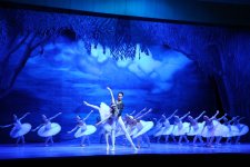 Белый лебедь, чёрная тайна - между светом и тьмой в Баку (ВИДЕО, ФОТО)