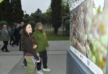 Лейла Алиева приняла участие в церемонии открытия выставки «По следам азербайджанской природы» (ФОТО)