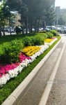 Баку в преддверии WUF13 украшают цветами и новыми зелеными зонами (ФОТОРЕПОРТАЖ)