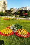 Баку в преддверии WUF13 украшают цветами и новыми зелеными зонами (ФОТОРЕПОРТАЖ)