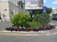 Баку в преддверии WUF13 украшают цветами и новыми зелеными зонами (ФОТОРЕПОРТАЖ)