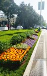 Баку в преддверии WUF13 украшают цветами и новыми зелеными зонами (ФОТОРЕПОРТАЖ)