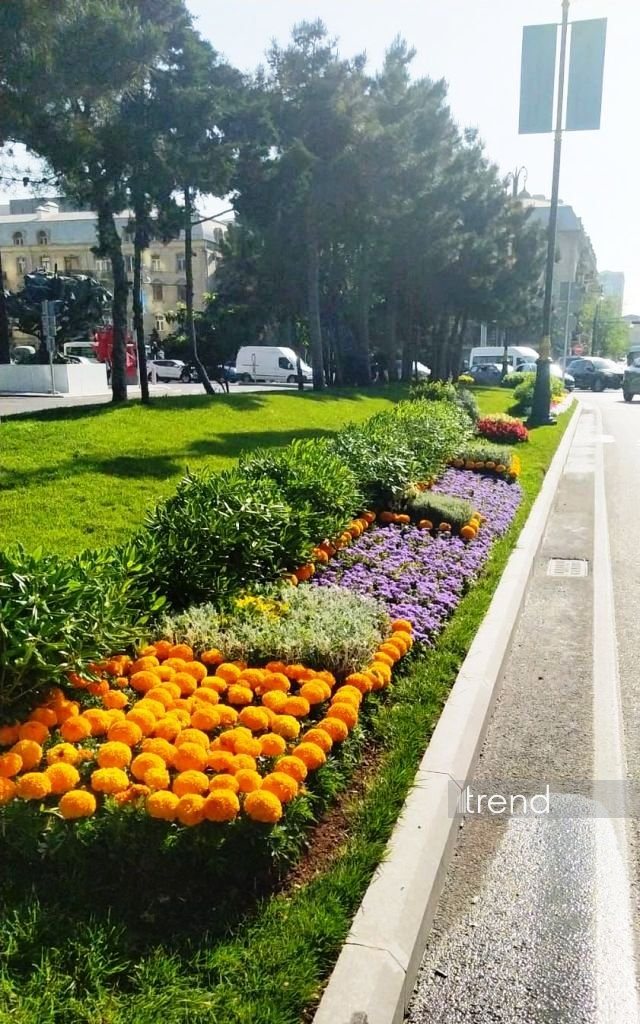 Баку в преддверии WUF13 украшают цветами и новыми зелеными зонами (ФОТОРЕПОРТАЖ)