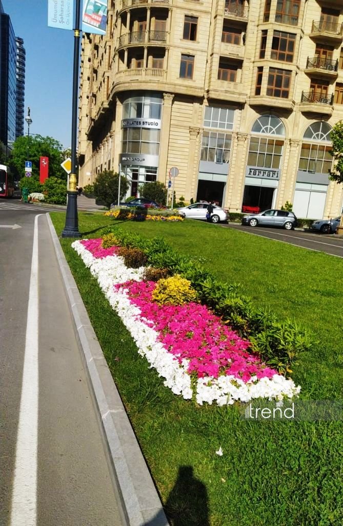 Баку в преддверии WUF13 украшают цветами и новыми зелеными зонами (ФОТОРЕПОРТАЖ)