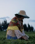 Лейла Алиева ознакомилась в Лянкяране с фермерским хозяйством «Зеленый чай» (ФОТО)