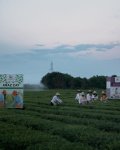 Лейла Алиева ознакомилась в Лянкяране с фермерским хозяйством «Зеленый чай» (ФОТО)