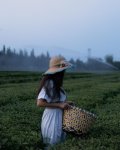 Лейла Алиева ознакомилась в Лянкяране с фермерским хозяйством «Зеленый чай» (ФОТО)