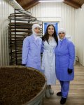 Лейла Алиева ознакомилась в Лянкяране с фермерским хозяйством «Зеленый чай» (ФОТО)