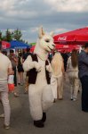Первый день Международного фестиваля барбекю в Шамахы (ФОТО/ВИДЕО)