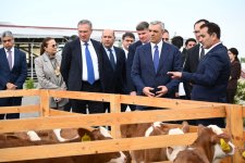 В Ходжалы состоялось ознакомление с животноводческим комплексом "Qoç Ət" (ФОТО)