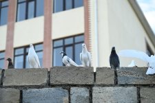 Вице-президент Фонда Гейдара Алиева Лейла Алиева приняла участие в мемориальном мероприятии «Один из них: Эмиль» (ФОТО)