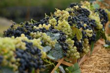 В Шамахы состоялась церемония открытия Фестиваля винограда и вина (ФОТО)