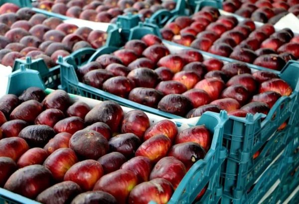 В Иране зафиксирован рост цен на продовольственную продукцию