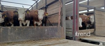 В Агдамском, Ходжалинском и Лачинском районах 30 семьям передали племенных коров (ФОТО)